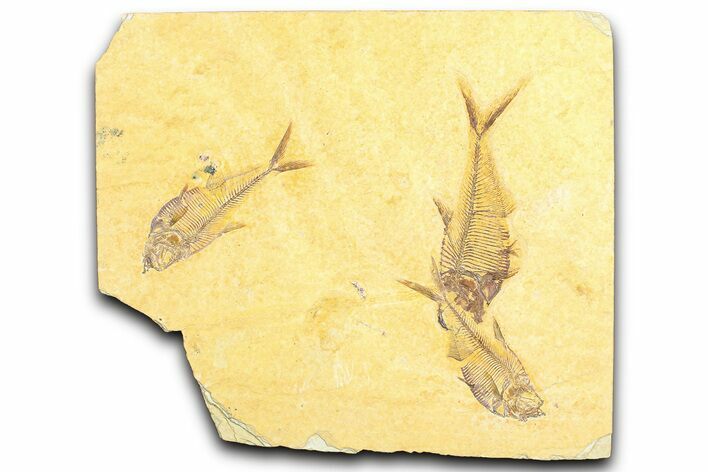 Plate of Three Detailed Fossil Fish (Diplomystus) - Wyoming #360755